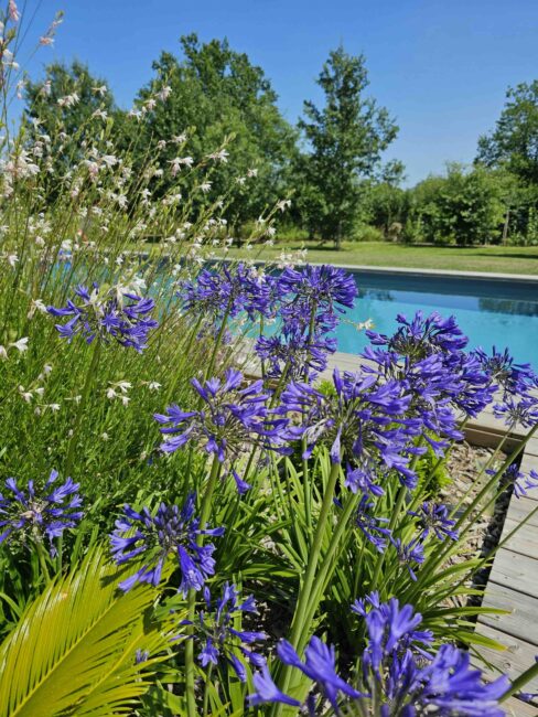 Massif fleuri au bord d’un petit jardin avec piscine – Agapanthes et vivaces – paysages des 2 rivières