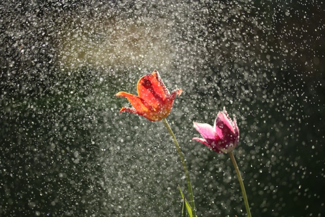 Pluie sur fleurs dans un jardin paysager – Paysage des Deux Rivières