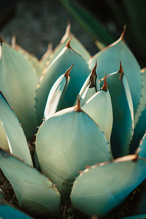 idee-massif-jardin-sec-agave-paysages-des-2-rivieres