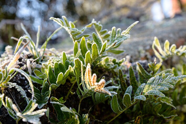 Jardin en hiver-2