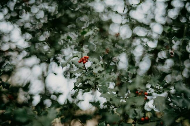 Jardin en hiver